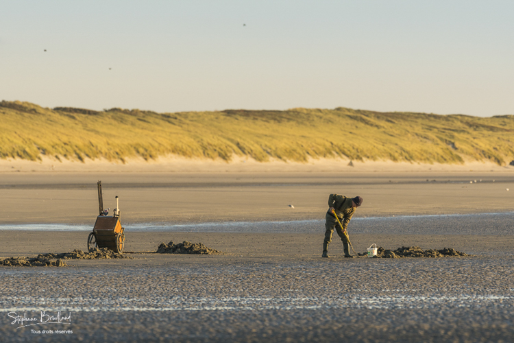 Deux pêcheurs ramassant des vers de vase sur la plage de Quend-Plage