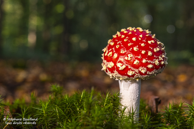 Les champignons de la forêt de Crécy