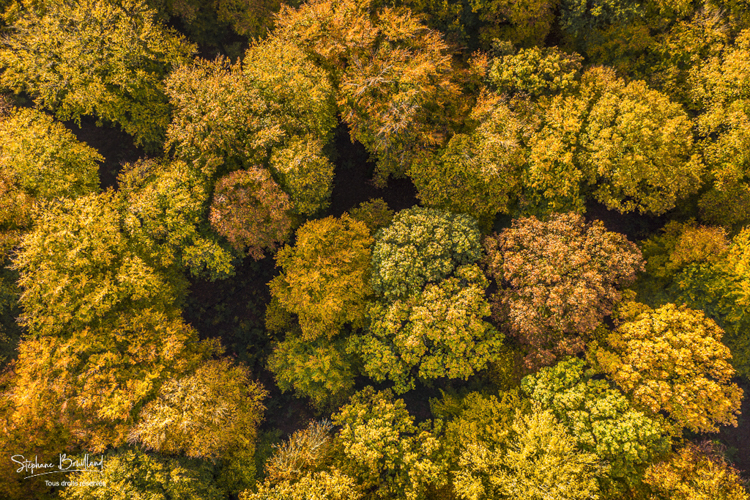 La forêt de Crécy en automne (vue aérienne)