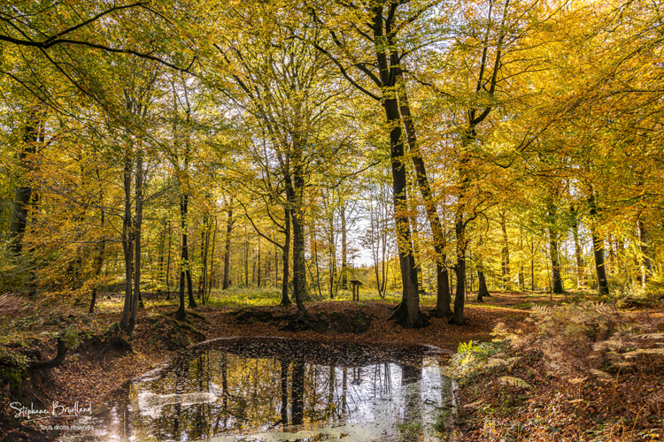 La mare du faux soleil en forêt de Crécy à l'automne