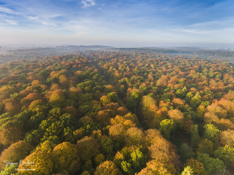 Survol de la forêt de Crécy en automne