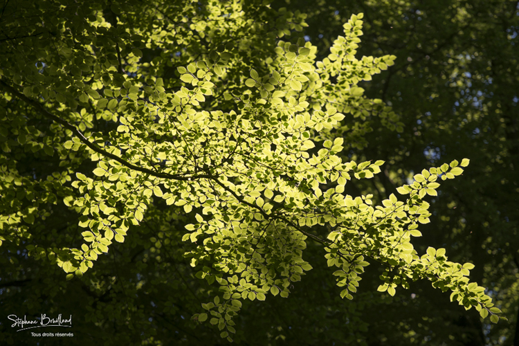 Branche de hêtre à contre-jour en forêt de Crécy