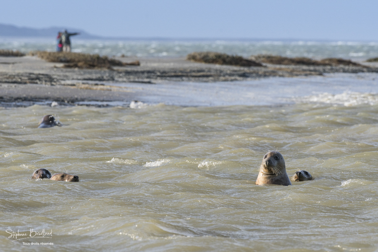 Observation de phoques gris en baie de Somme