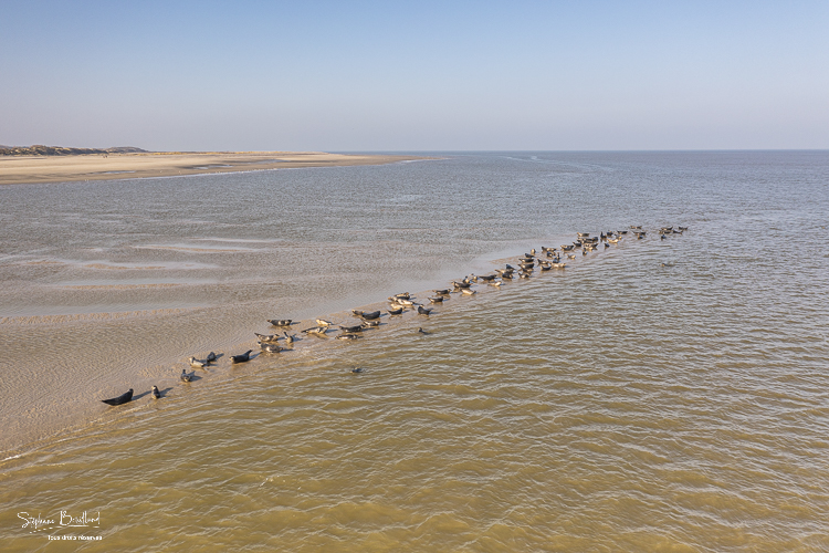 Arrivée des phoques sur les bancs de sable