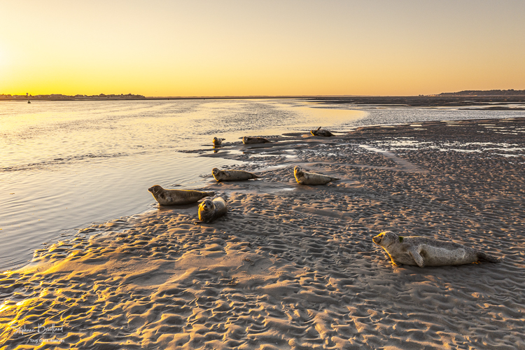 Phoques veau-marin sur les bancs de sable face au Crotoy
