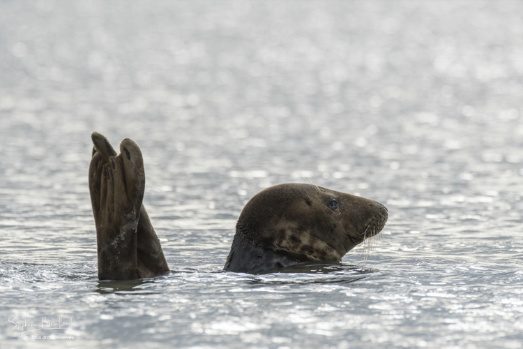 Phoques gris en Baie d'Authie (Berck-sur-mer).