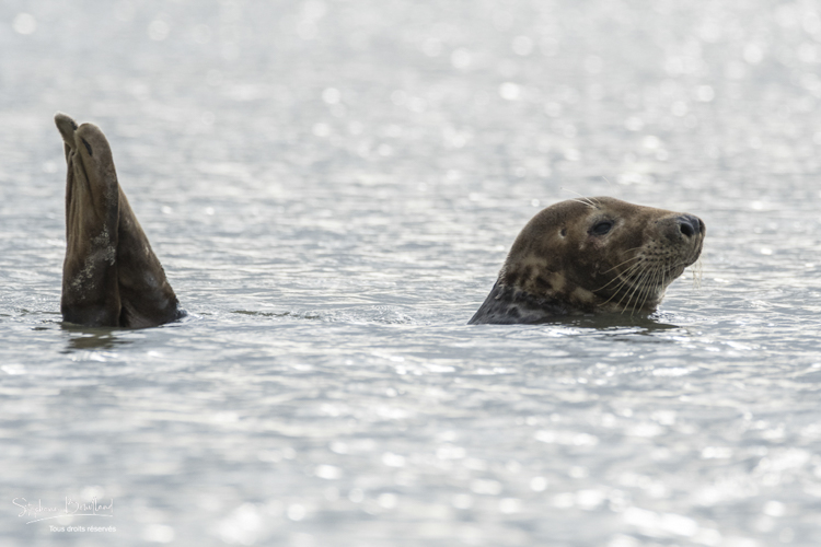 Phoques gris en Baie d'Authie (Berck-sur-mer).