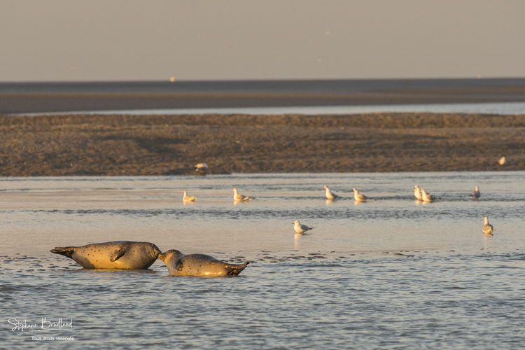Phoques veaux-marins en Baie d'Authie (Berck-sur-mer).