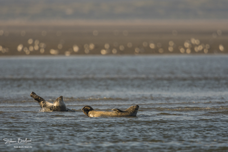 Phoques gris et veaux-marins en Baie d'Authie 