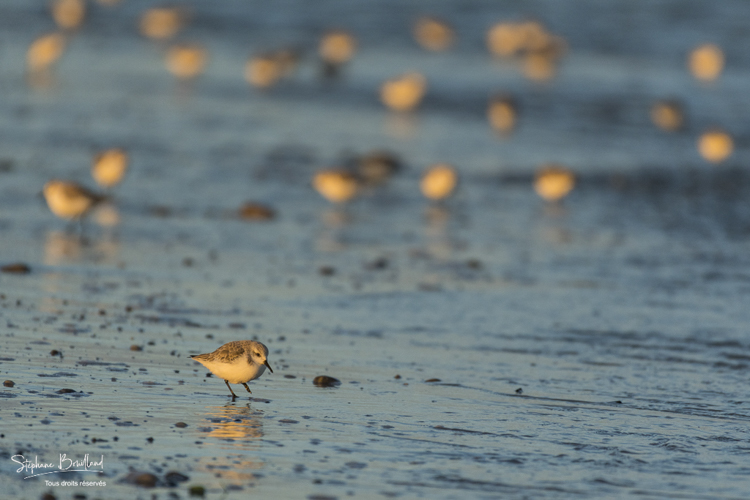 Bécasseaux Sanderling (Calidris alba - Sanderling) sur la plage du hourdel en Baie de Somme.