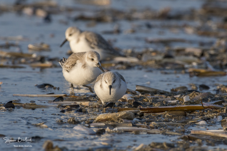 Bécasseaux Sanderling (Calidris alba - Sanderling) sur la plage de Quend-Plage.