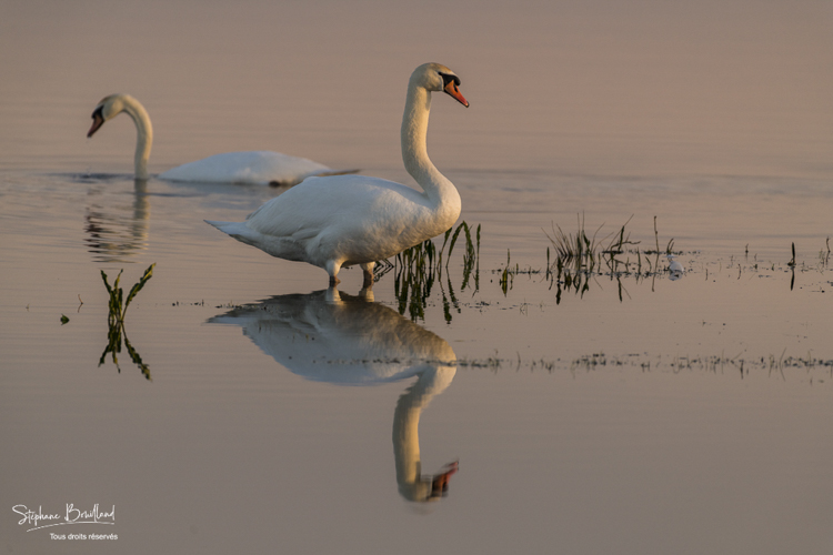 Cygne tuberculé (Cygnus olor - Mute Swan) en baie de Somme