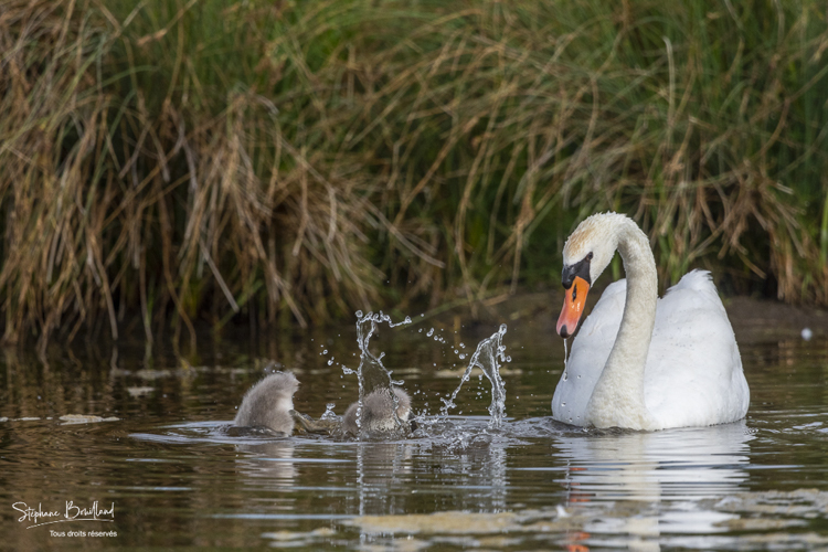 Famille de Cygne tuberculé (Cygnus olor - Mute Swan)