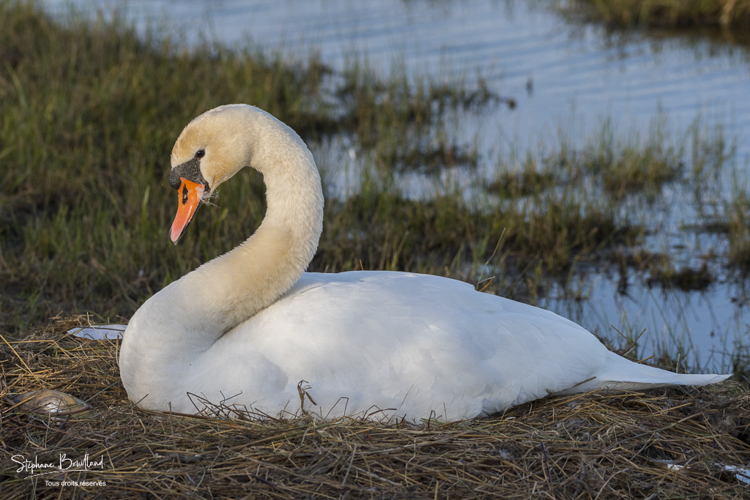 Cygne tuberculé - Cygnus olor - Mute Swan sur son nid et ses oeufs