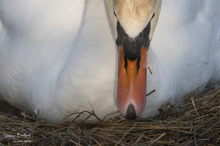 Cygne tuberculé - Cygnus olor - Mute Swan sur son nid et ses oeufs