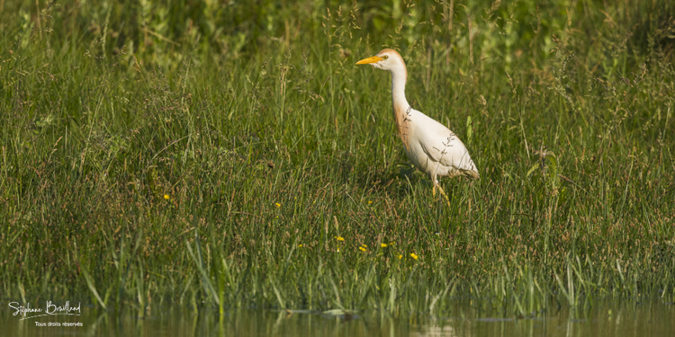 Héron garde-boeufs - Bubulcus ibis - Western Cattle Egret