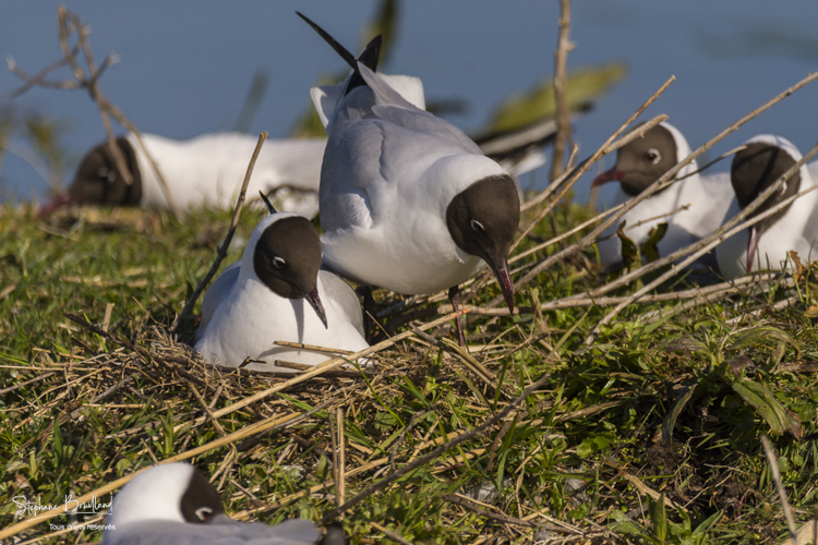 Mouette_rieuse_05-05-2015_079.jpg