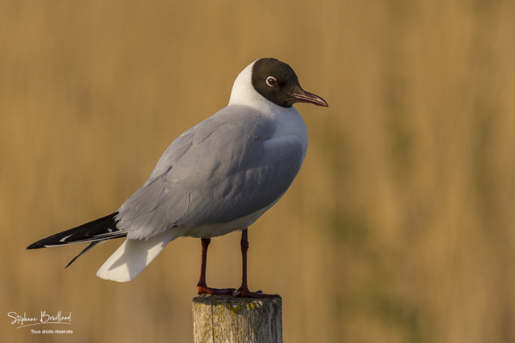 Mouette_rieuse_05-05-2015_081.jpg