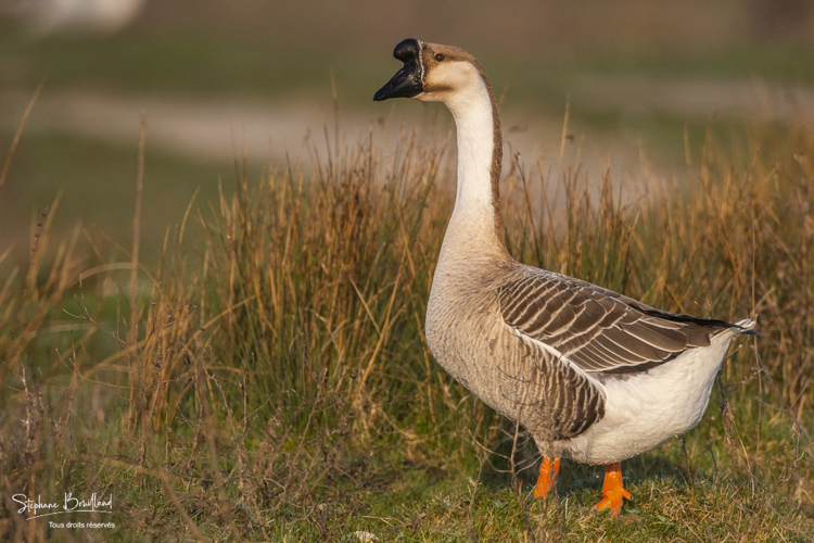 Oie cygnoïde (Anser cygnoides - Swan Goose) échappées et ayant trouvé refuge au marais du Crotoy