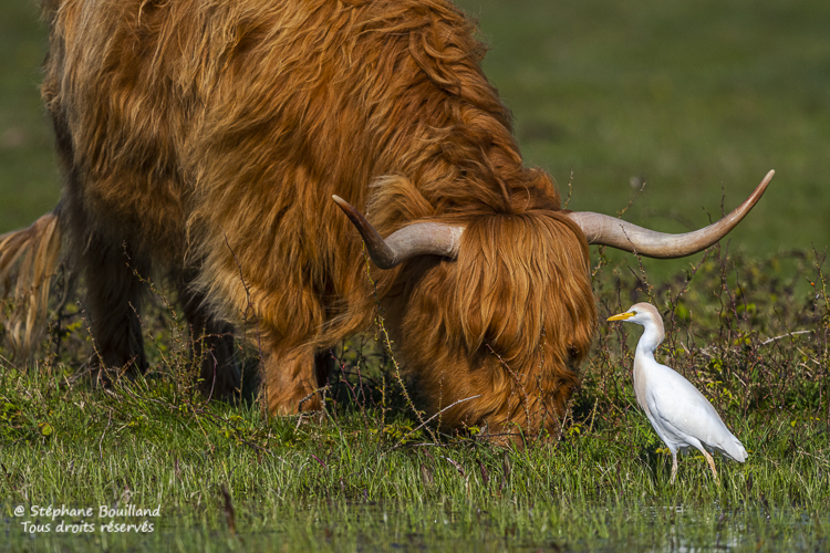 Vache Highland Cattle et son héron garde-boeuf (Bubulcus ibis - Western Cattle Egret)