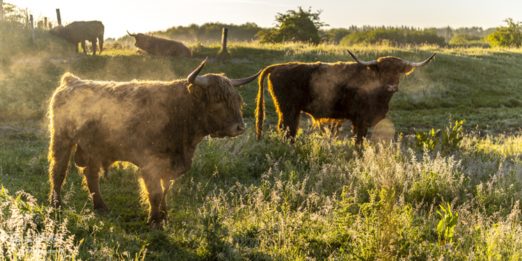 Vaches highland Cattle en pâture