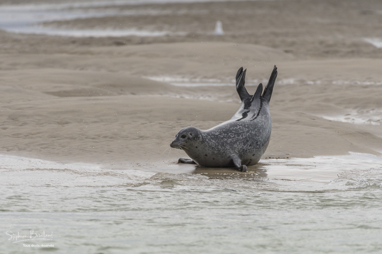 Phoque veau-marin, Phoca vitulina, Harbour Seal, Common Seal
