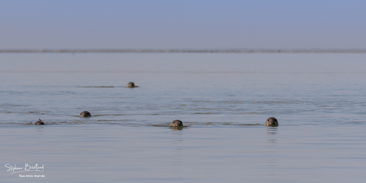Phoques gris (Halichoerus grypus) venant à la rencontre des visiteurs à marée haute en Baie de Somme