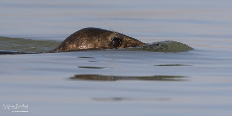 Phoques gris (Halichoerus grypus) venant à la rencontre des visiteurs à marée haute en Baie de Somme