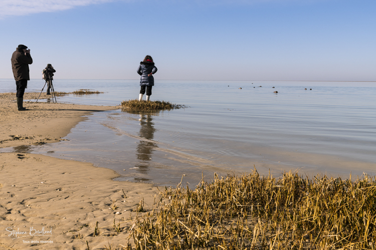 Guide nature qui emmène ses clients voir les phoques en baie de Somme