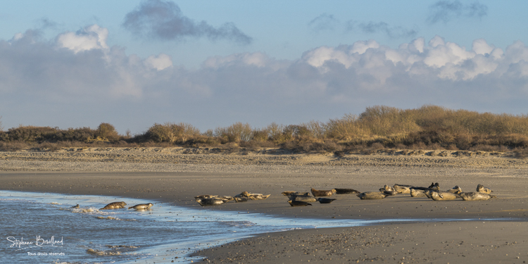 Phoques veau-marin au Hourdel, en Baie de Somme, au repos.