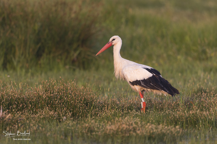 Cigogne blanche - Ciconia ciconia - White Stork