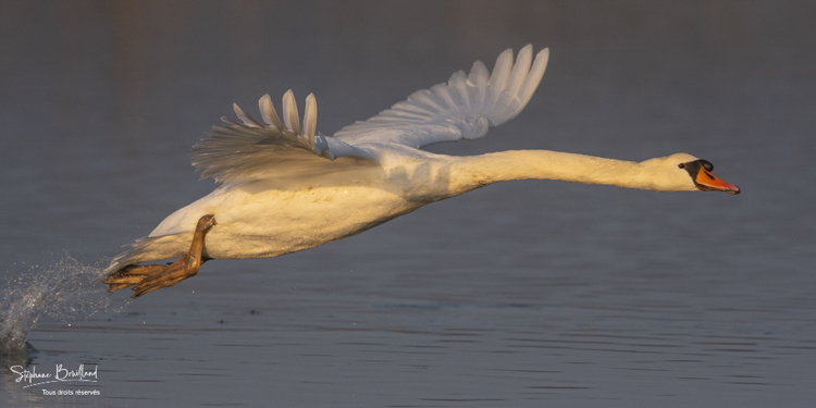 Cygne tuberculé (Cygnus olor - Mute Swan) qui défend son territoire et chasse les intrus