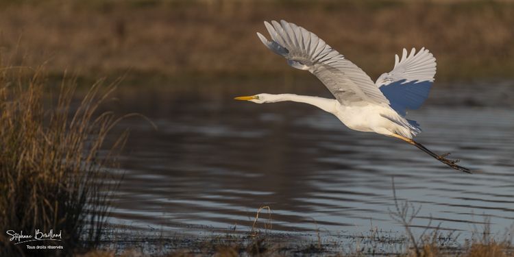 Grande Aigrette (Ardea alba - Great Egret) au marais du Crotoy